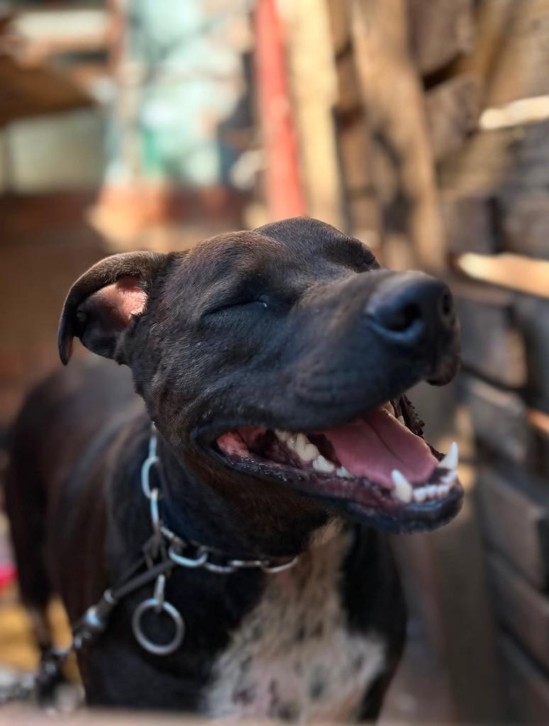 Sori, cadela de porte médio para adoção em Passo Fundo - RS — foto 3 de 3