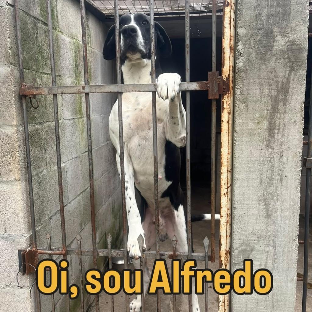 Alfredo, cachorro de porte grande para adoção em Passo Fundo - RS