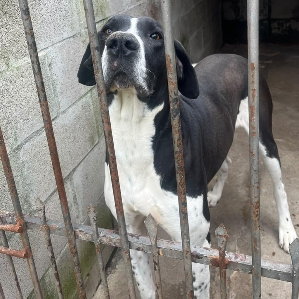 Alfredo, cachorro de porte grande para adoção em Passo Fundo - RS — foto 2 de 3