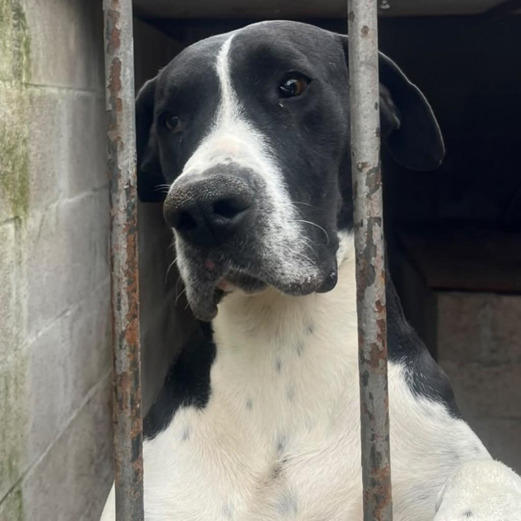 Alfredo, cachorro de porte grande para adoção em Passo Fundo - RS — foto 3 de 3