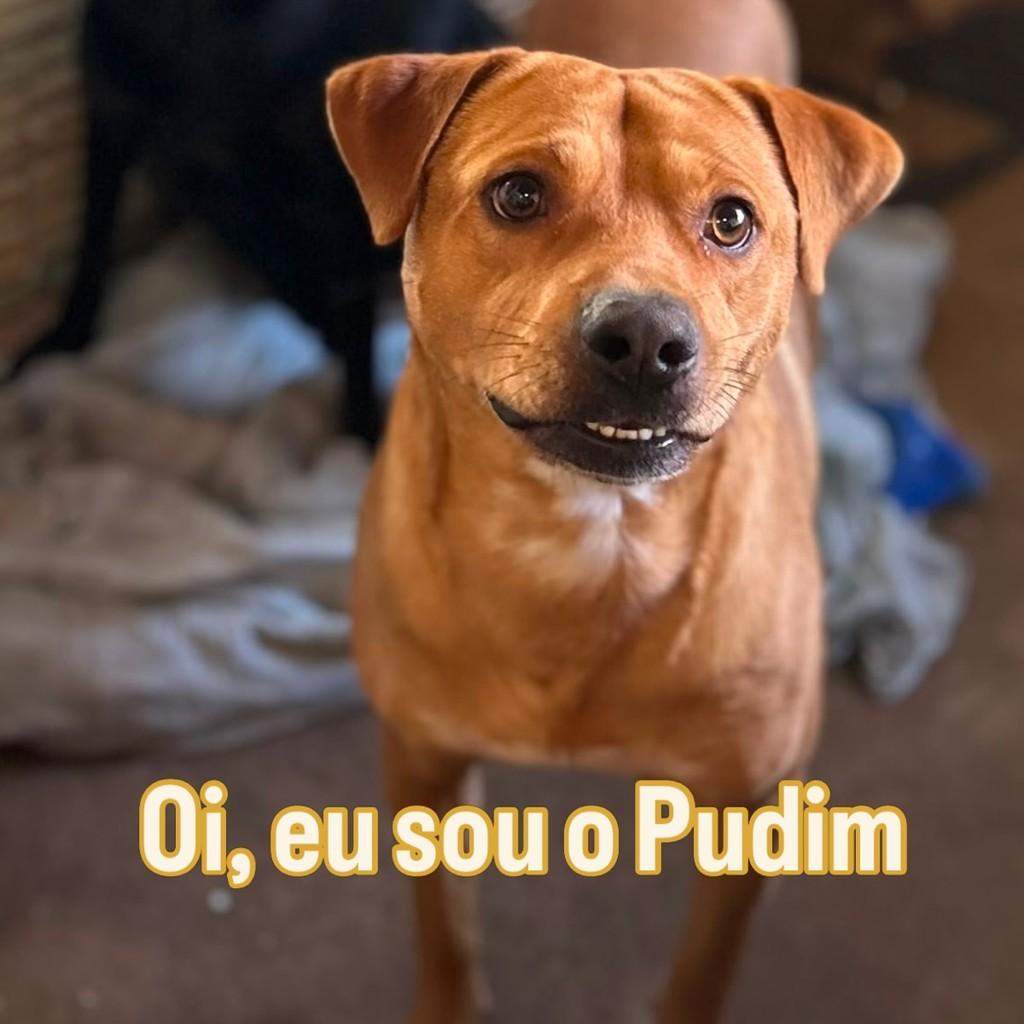 Pudim, cachorro de porte médio para adoção em Passo Fundo - RS