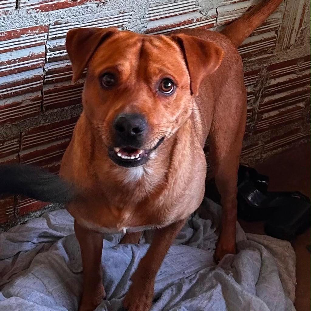 Pudim, cachorro de porte médio para adoção em Passo Fundo - RS — foto 2 de 4