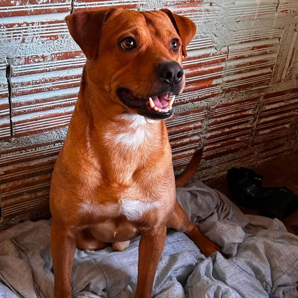 Pudim, cachorro de porte médio para adoção em Passo Fundo - RS — foto 3 de 4