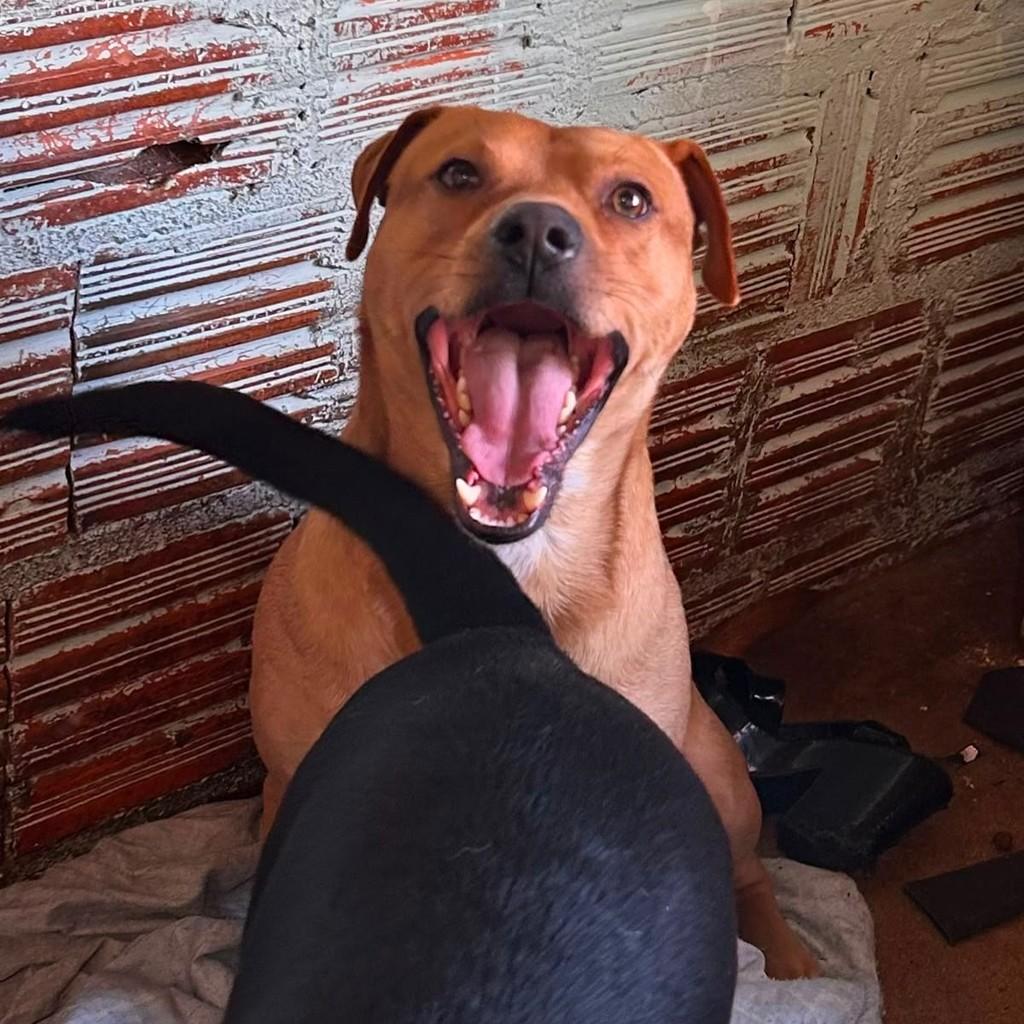 Pudim, cachorro de porte médio para adoção em Passo Fundo - RS — foto 4 de 4