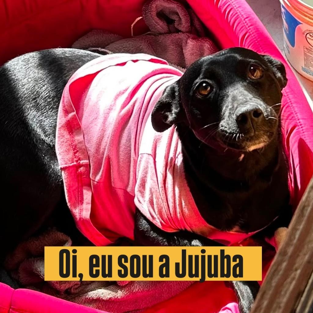 Jujuba, cadela de porte médio para adoção em Passo Fundo - RS