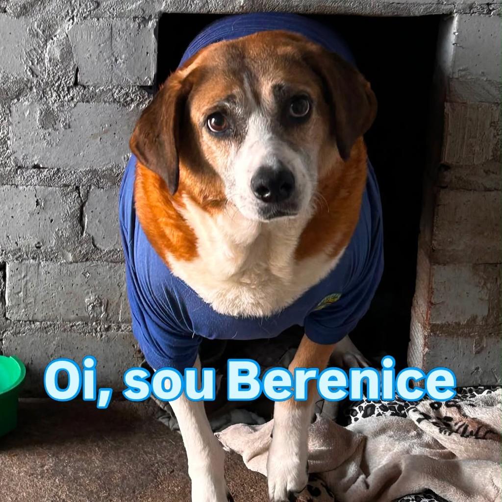Berenice, cadela de porte médio para adoção em Passo Fundo - RS