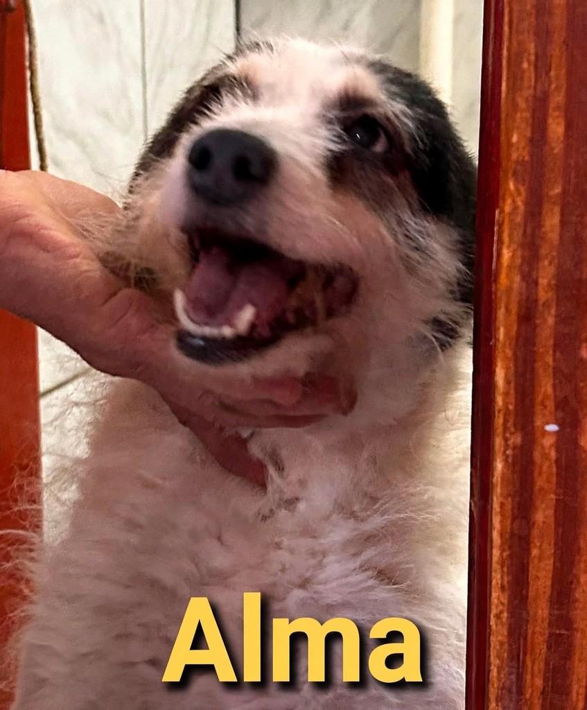Alma, cadela para adoção em Passo Fundo - RS