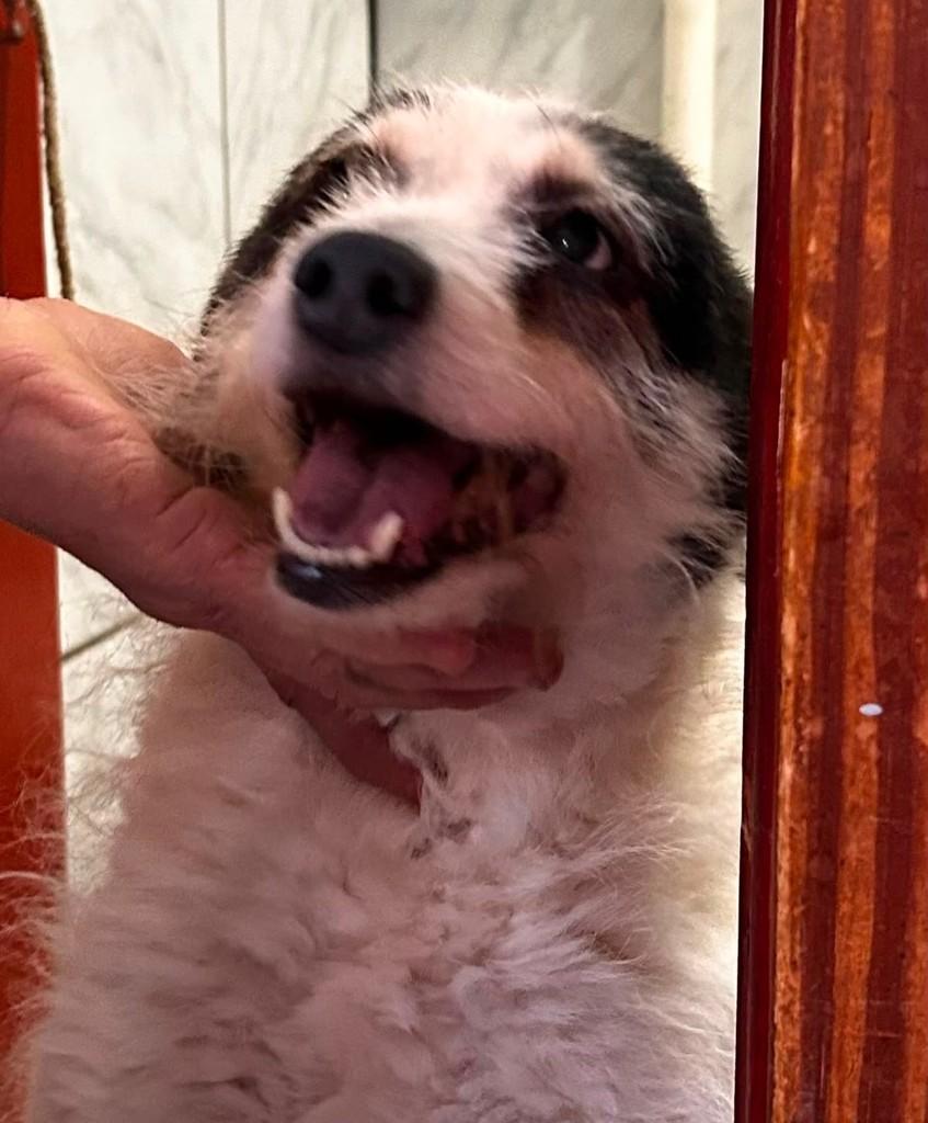 Alma, cadela para adoção em Passo Fundo - RS — foto 2 de 3
