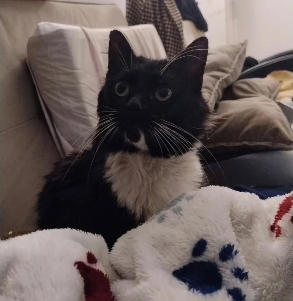 Batman, gato de porte médio para adoção em Santa Maria - RS