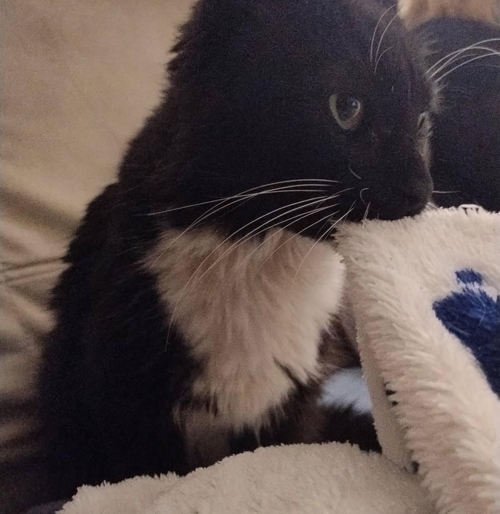 Batman, gato de porte médio para adoção em Santa Maria - RS — foto 2 de 2