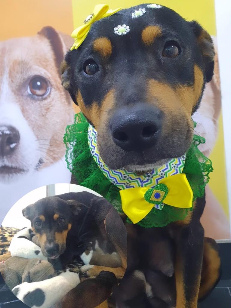 Pretinha, cachorro de porte médio para adoção em Passo Fundo - RS