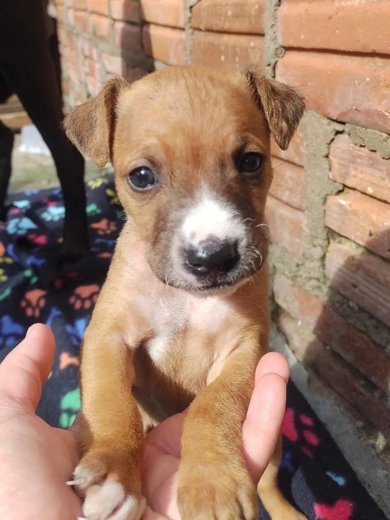 Ronaldo, cachorro de porte médio para adoção em Passo Fundo - RS