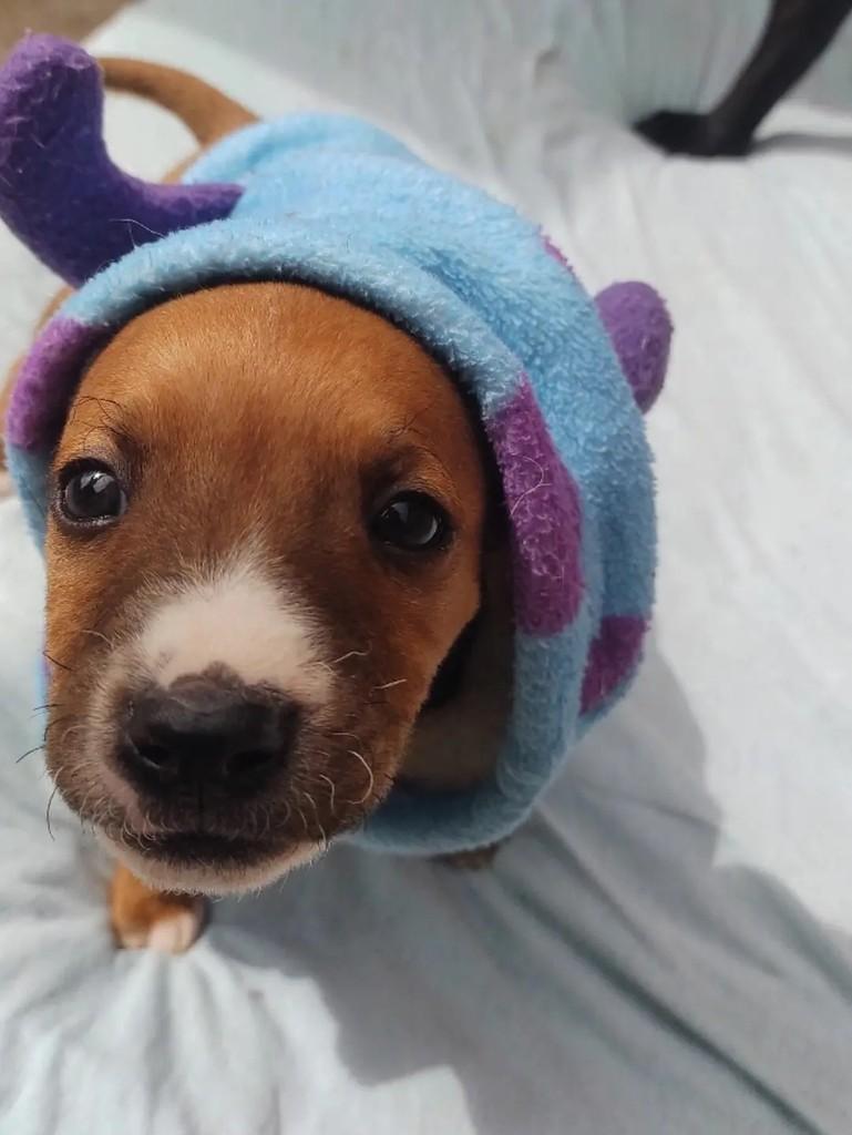 Ronaldo, cachorro de porte médio para adoção em Passo Fundo - RS — foto 2 de 4