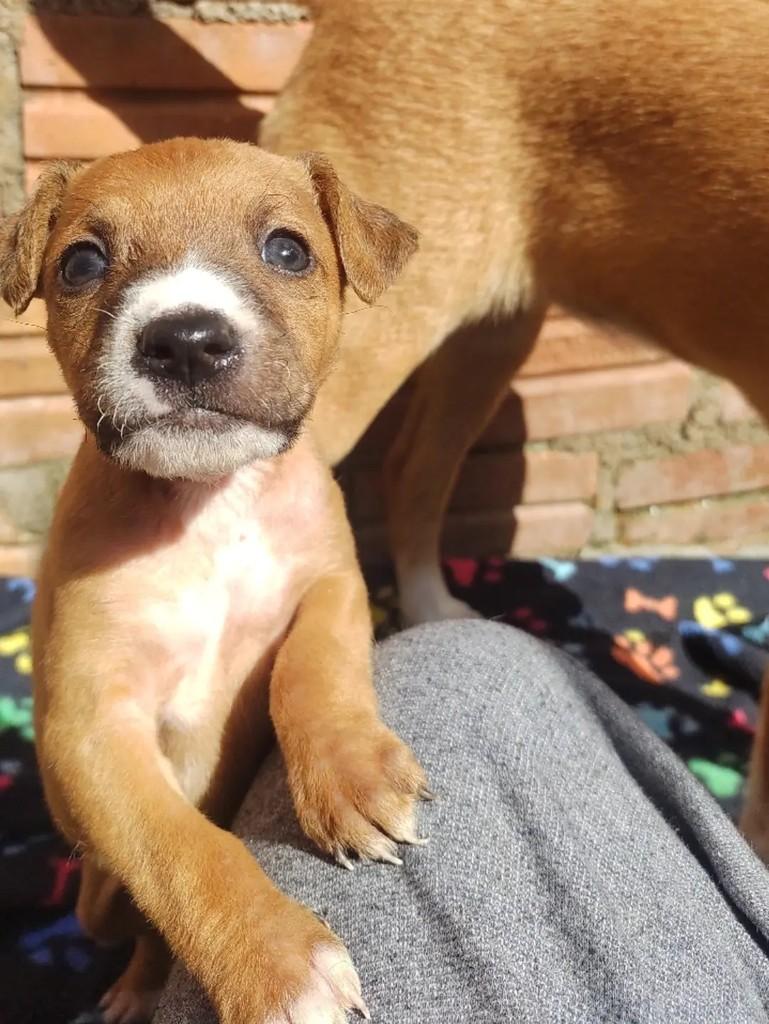 Ronaldo, cachorro de porte médio para adoção em Passo Fundo - RS — foto 3 de 4