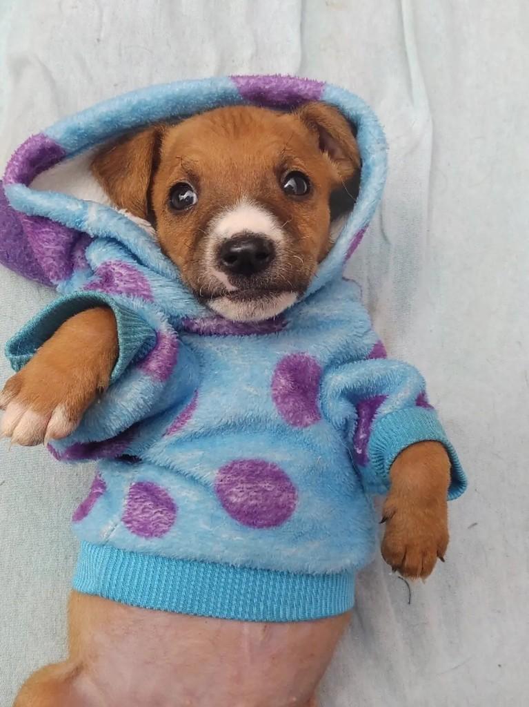 Ronaldo, cachorro de porte médio para adoção em Passo Fundo - RS — foto 4 de 4