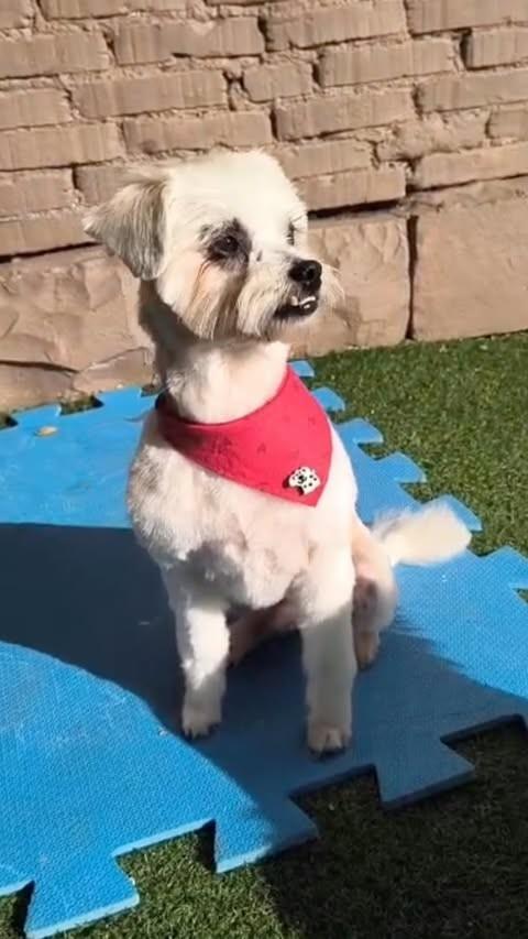 Kiko, cachorro de porte pequeno para adoção em Passo Fundo - RS