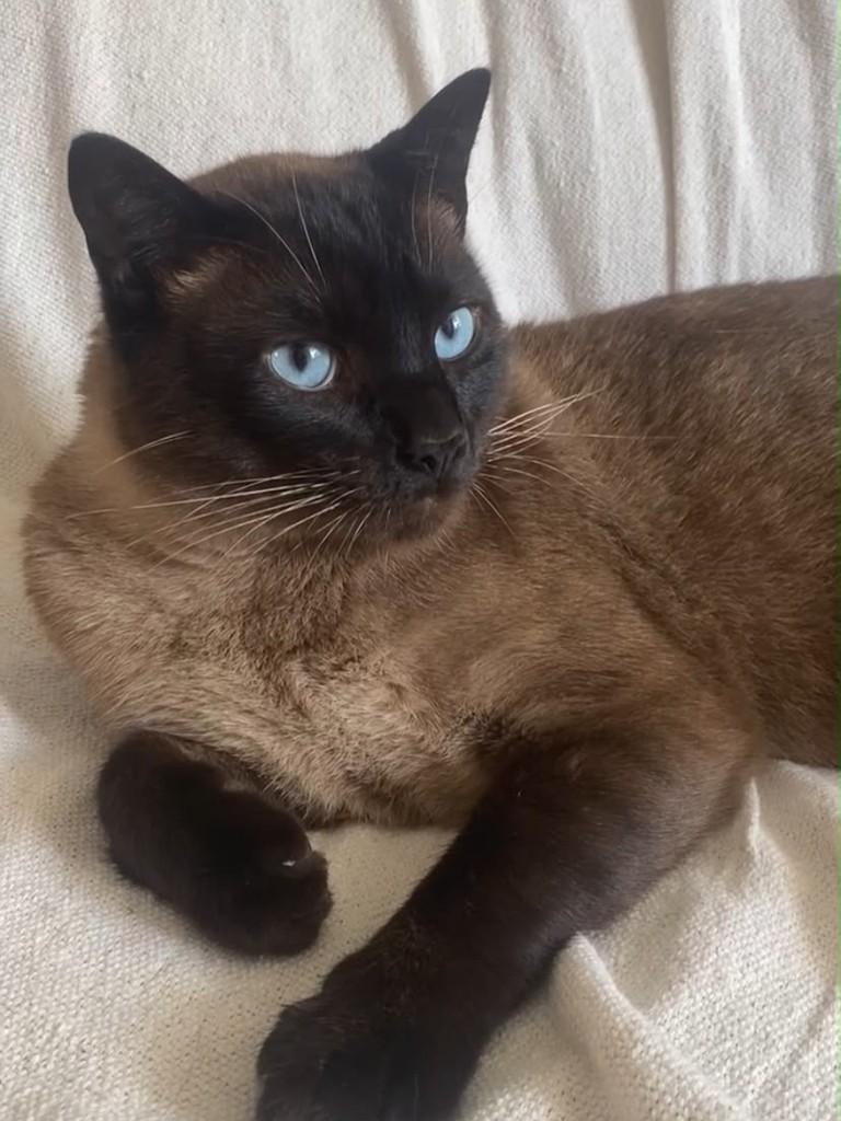 Capuccino, gato de porte médio para adoção em Passo Fundo - RS