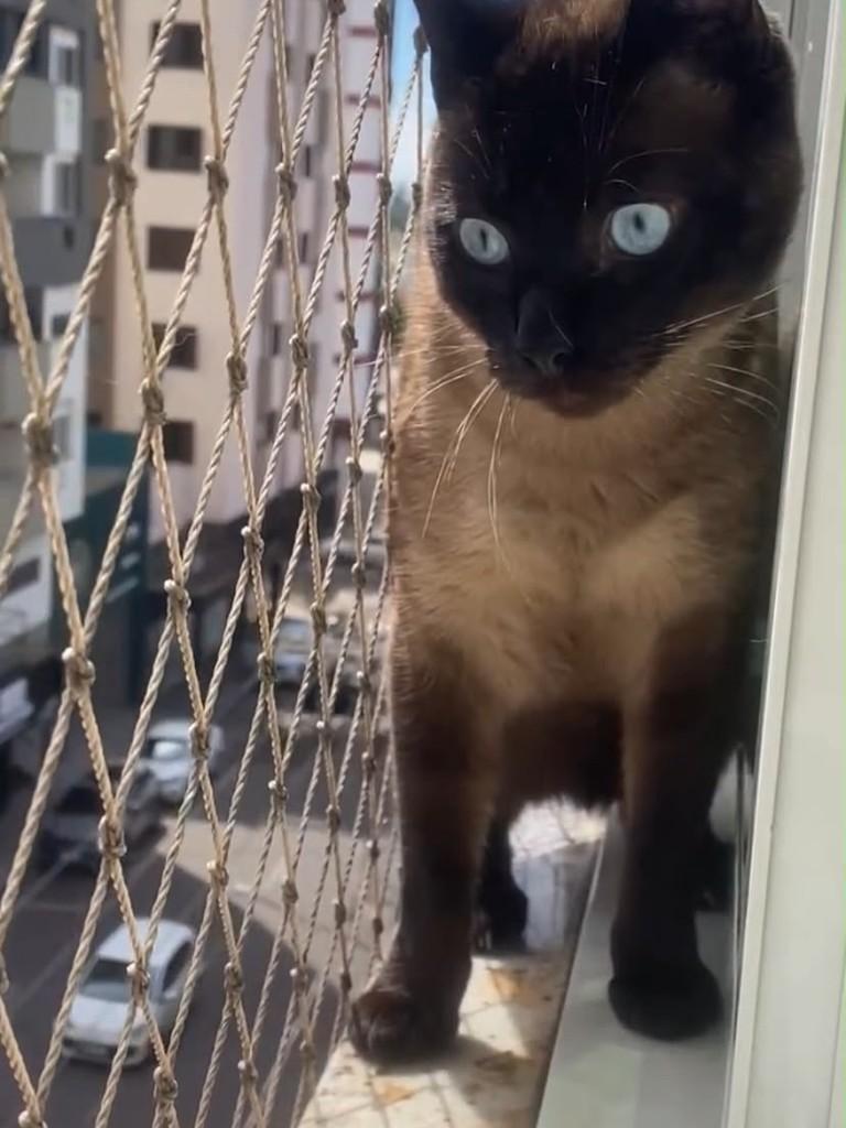 Capuccino, gato de porte médio para adoção em Passo Fundo - RS — foto 2 de 3