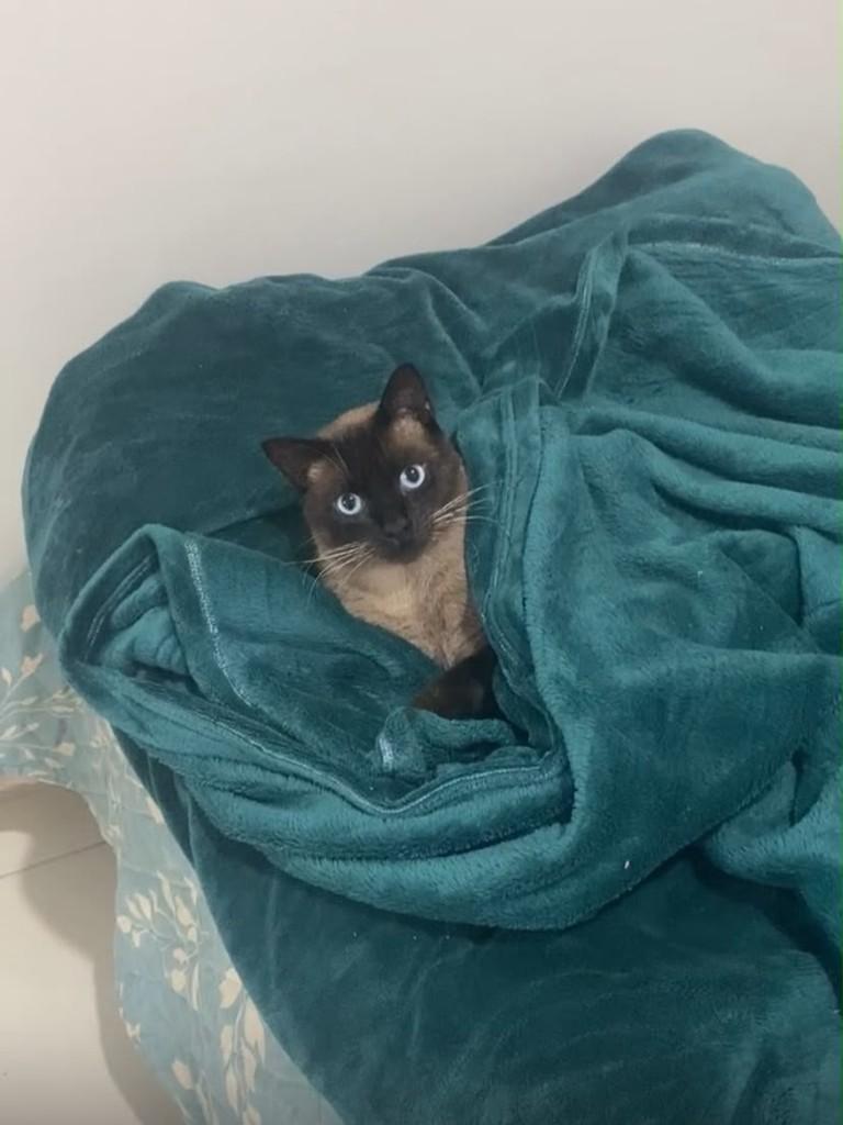 Capuccino, gato de porte médio para adoção em Passo Fundo - RS — foto 3 de 3