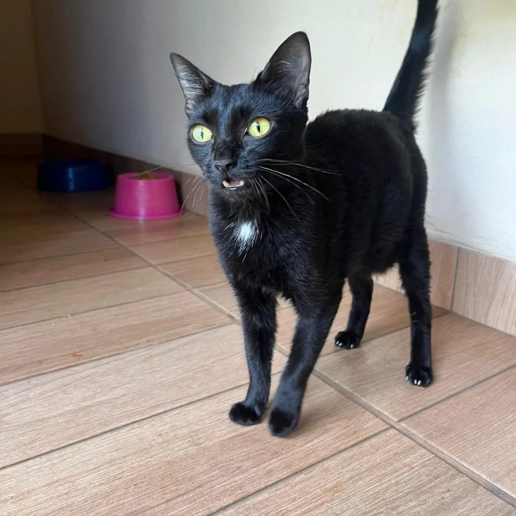 Rihanna, gata de porte pequeno para adoção em Ribeirão Preto - SP