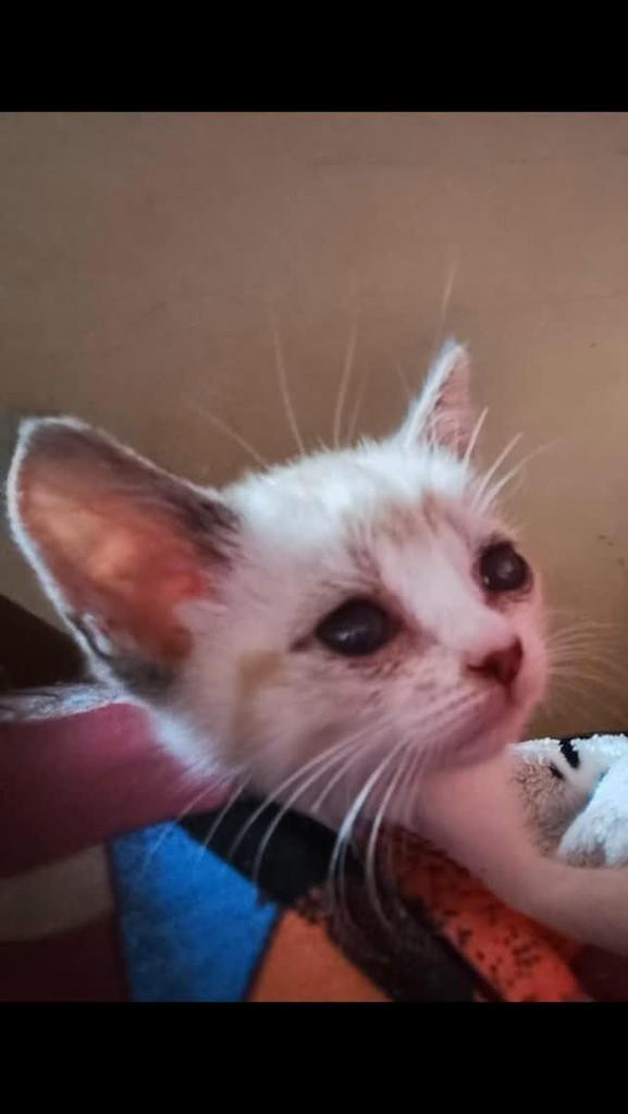 Isabella, gata de porte pequeno para adoção em Ribeirão Preto - SP