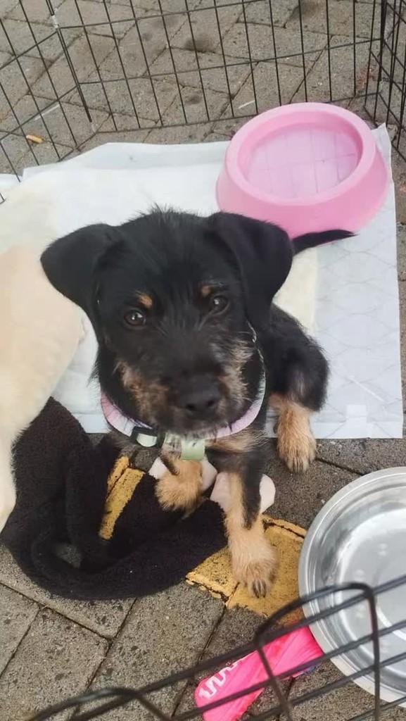 Bartolomeu, cachorro de porte pequeno para adoção em Ribeirão Preto - SP
