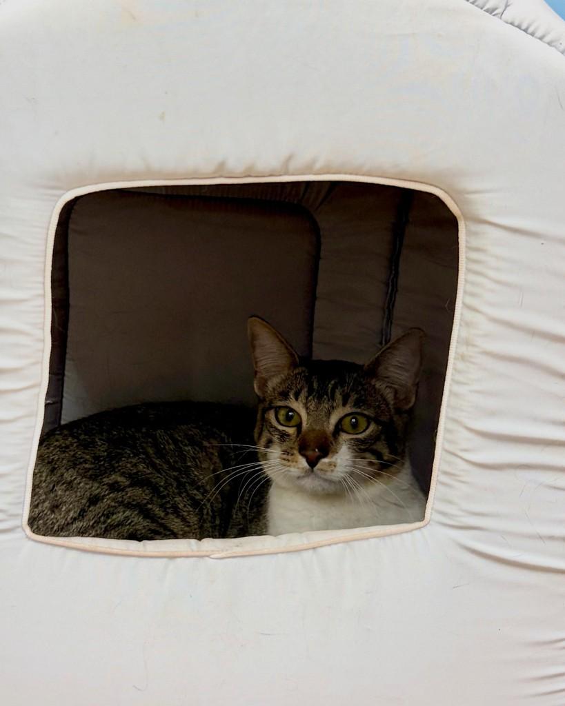 Miguel, gato de porte médio para adoção em Ribeirão Preto - SP
