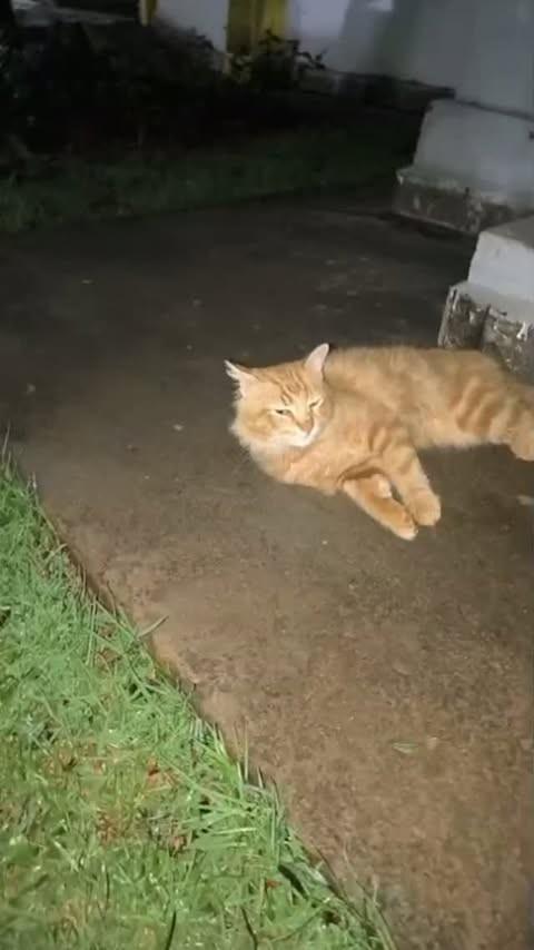 Sushi, gato de porte médio para adoção em Ribeirão Preto - SP