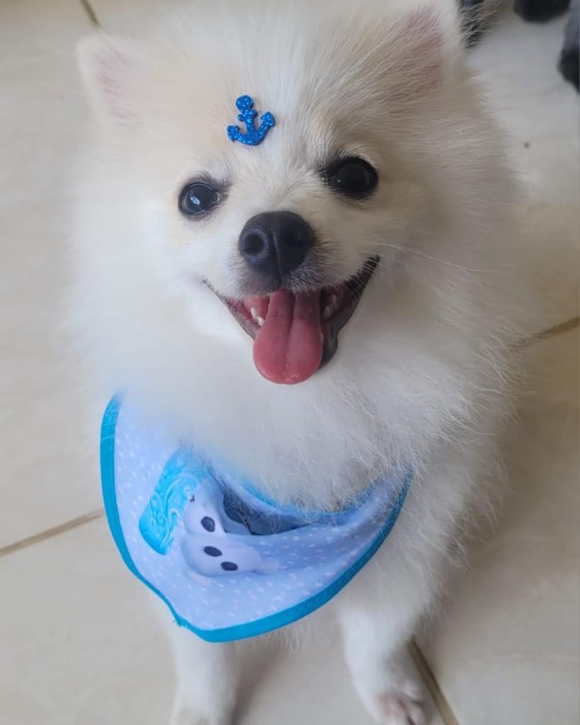 Príncipe, cachorro de porte pequeno para adoção em Belo Horizonte - MG