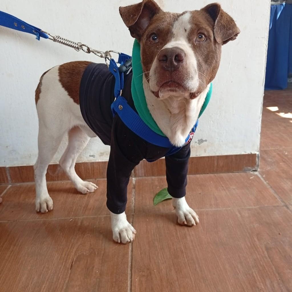 Bob, cachorro de porte médio para adoção em Ribeirão das Neves - MG