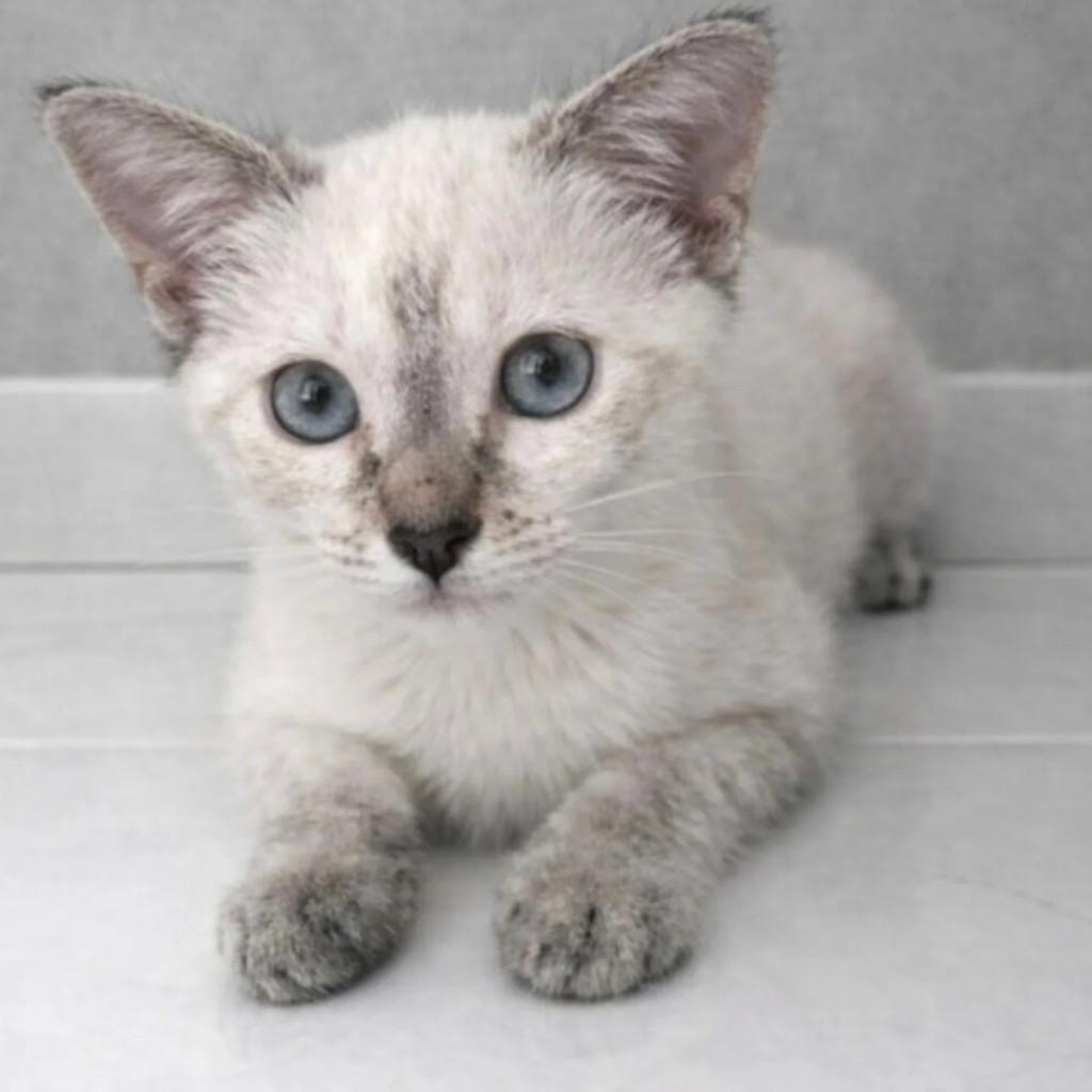 Catarina, gato de porte pequeno para adoção em Niterói - RJ