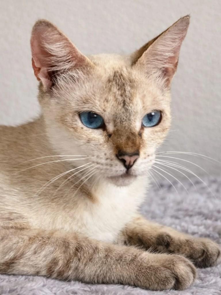 Violeta, gata de porte pequeno para adoção em Niterói - RJ