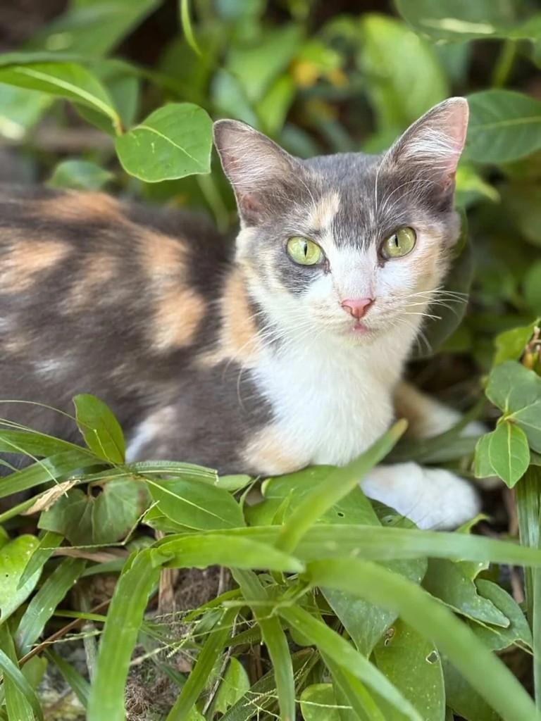 Gisele, gato de porte pequeno para adoção em Niterói - RJ