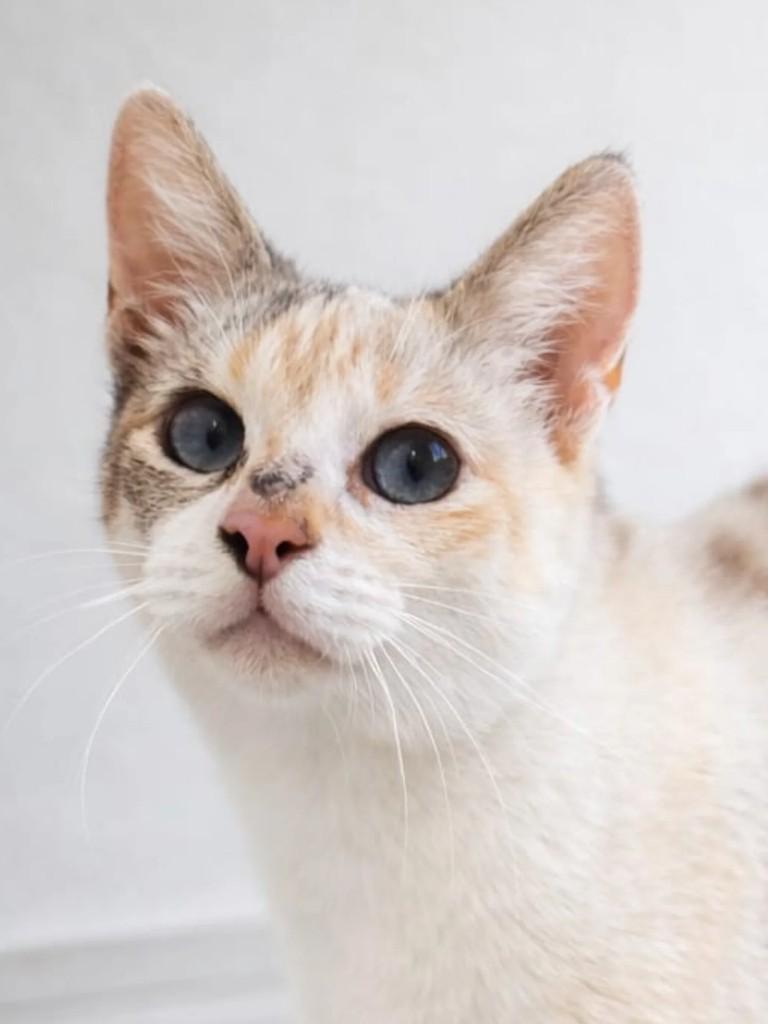 Bella, gata de porte pequeno para adoção em Niterói - RJ