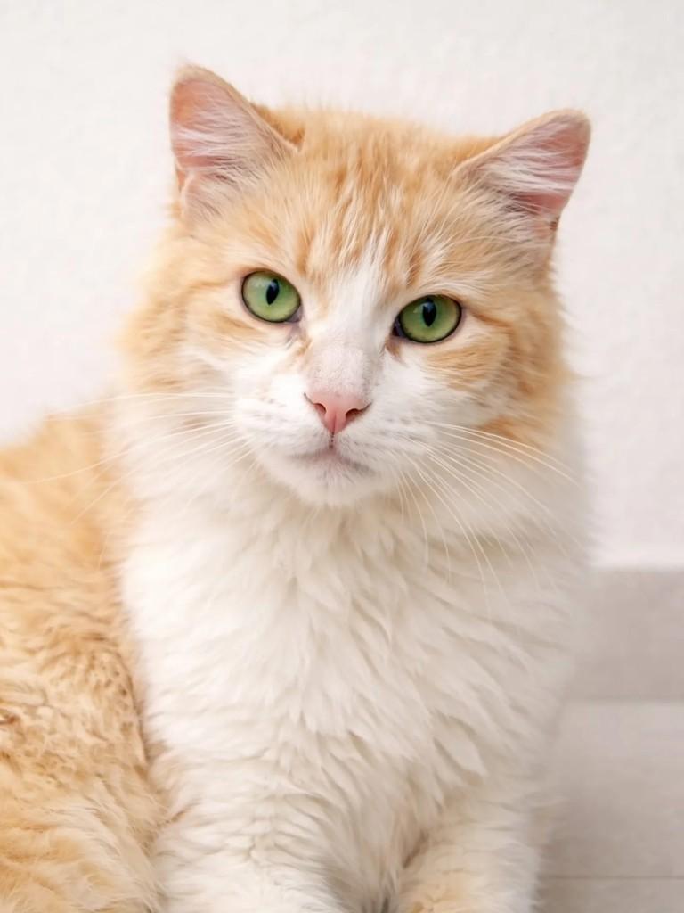Thor, gato de porte médio para adoção em Niterói - RJ