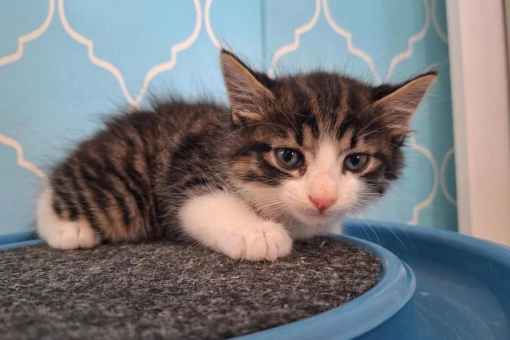 Tom, gato de porte pequeno para adoção em Niterói - RJ