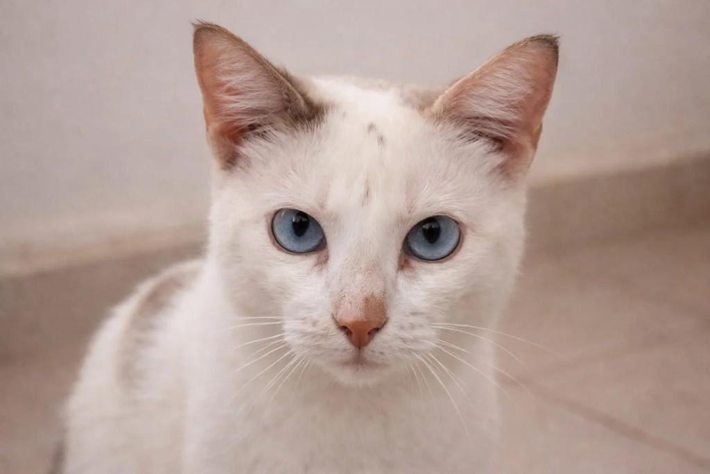 Sandy, gata de porte pequeno para adoção em Niterói - RJ