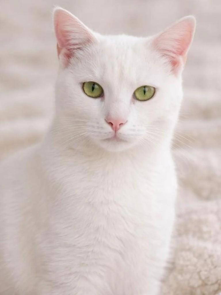 Gustavo, gato para adoção em Niterói - RJ