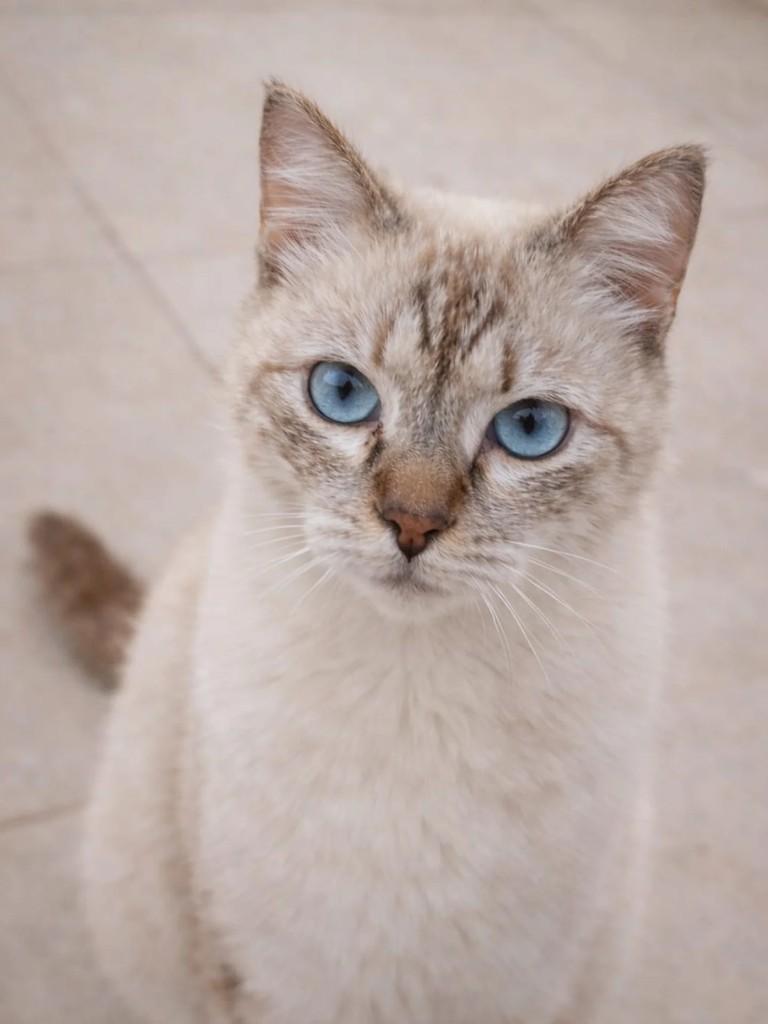 Luiza, gata de porte pequeno para adoção em Niterói - RJ