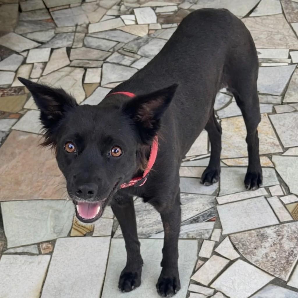Moana, cadela de porte médio para adoção em Niterói - RJ