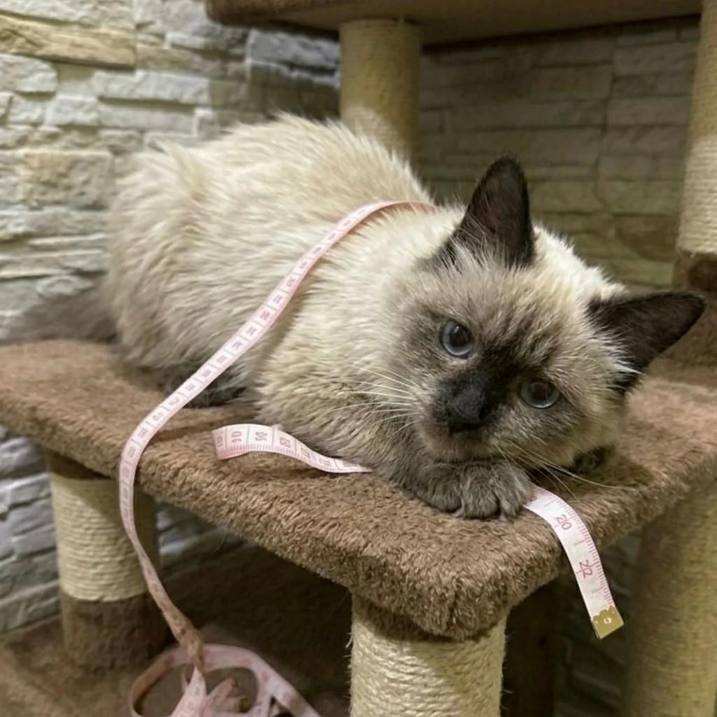 Duque, gato para adoção em Niterói - RJ