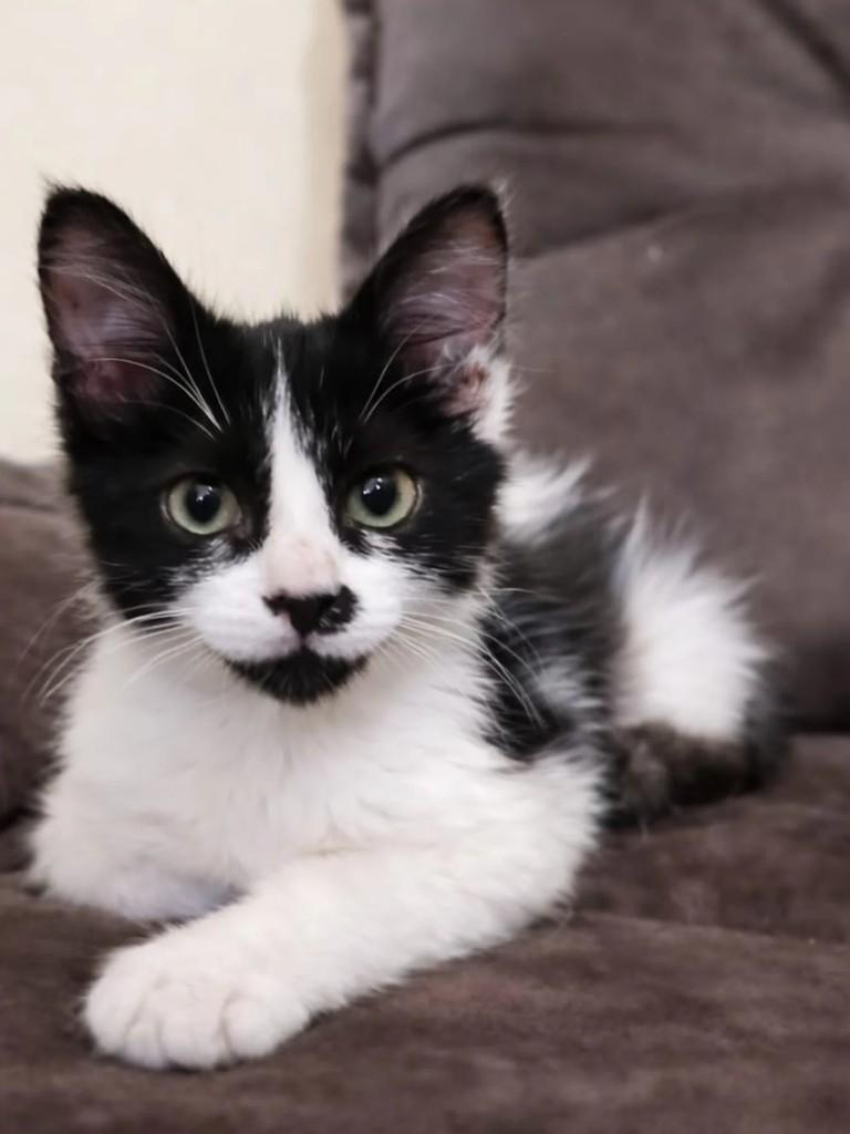 Luciano, gato de porte pequeno para adoção em Niterói - RJ