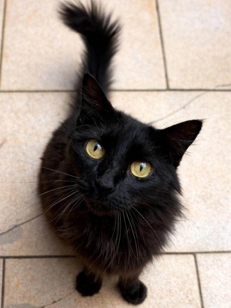 Love, gata de porte médio para adoção em Niterói - RJ