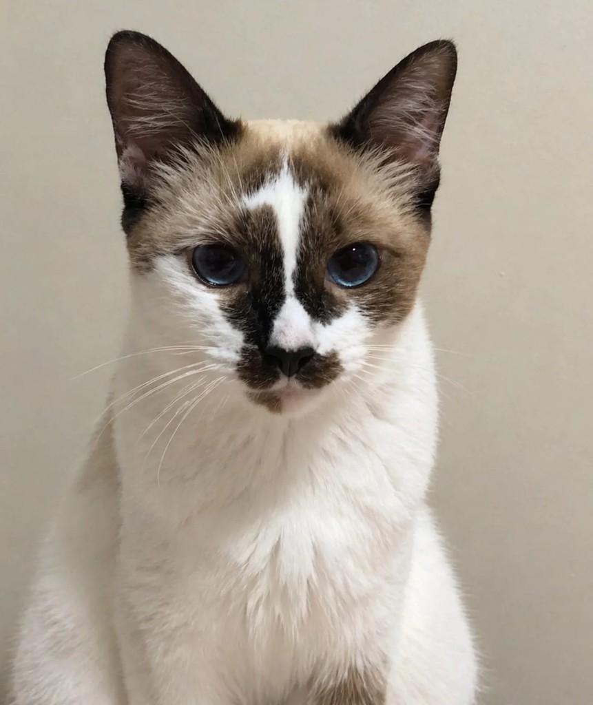 Aurora, gato de porte pequeno para adoção em Niterói - RJ