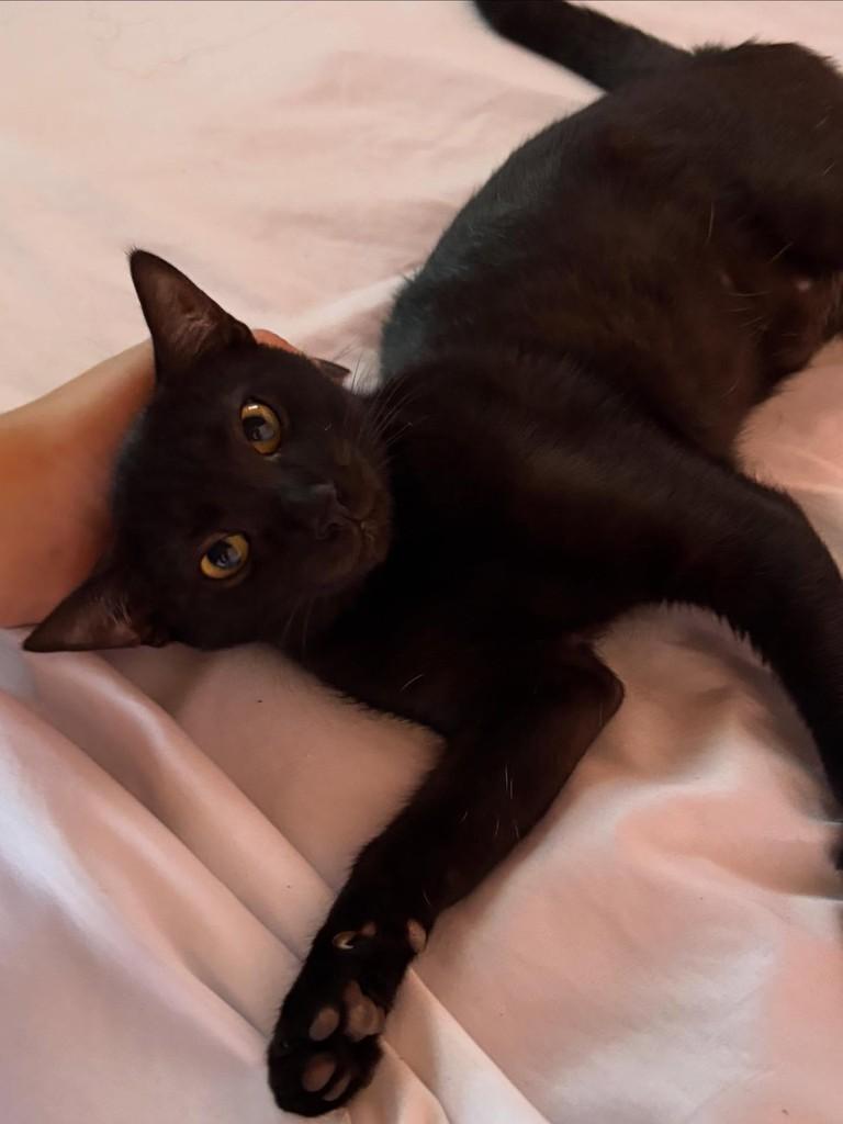Holly, gato de porte pequeno para adoção em Niterói - RJ