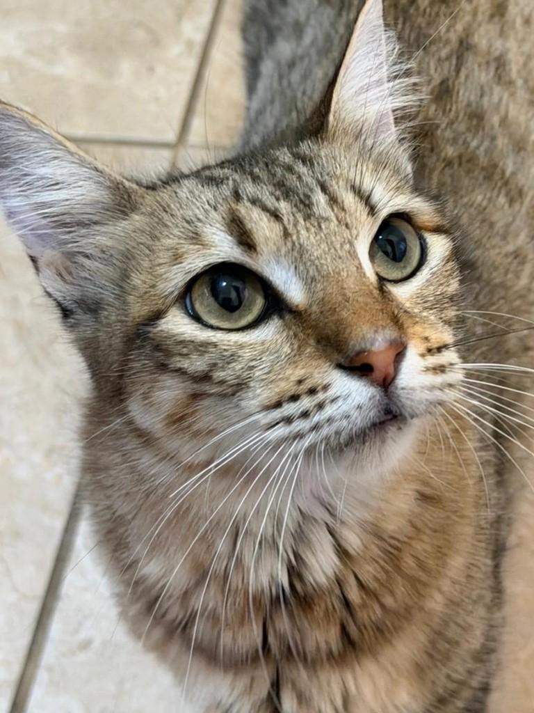 Serena, gata de porte pequeno para adoção em Niterói - RJ