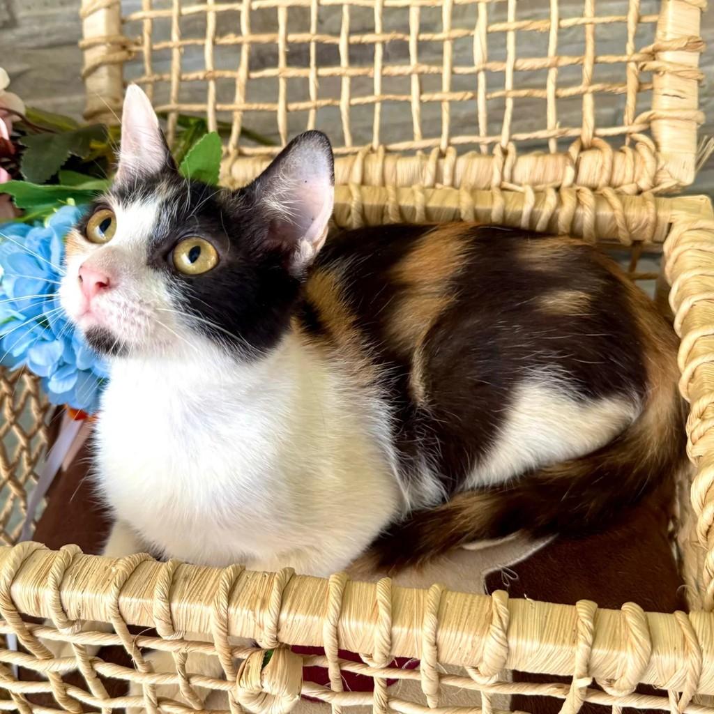 Malu, gata de porte pequeno para adoção em Niterói - RJ