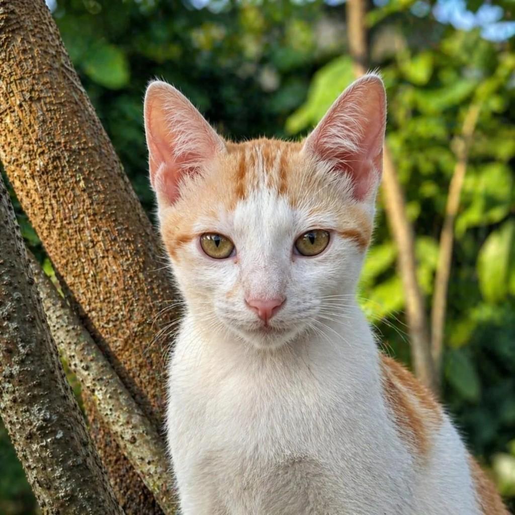 Simon, gato para adoção em Niterói - RJ