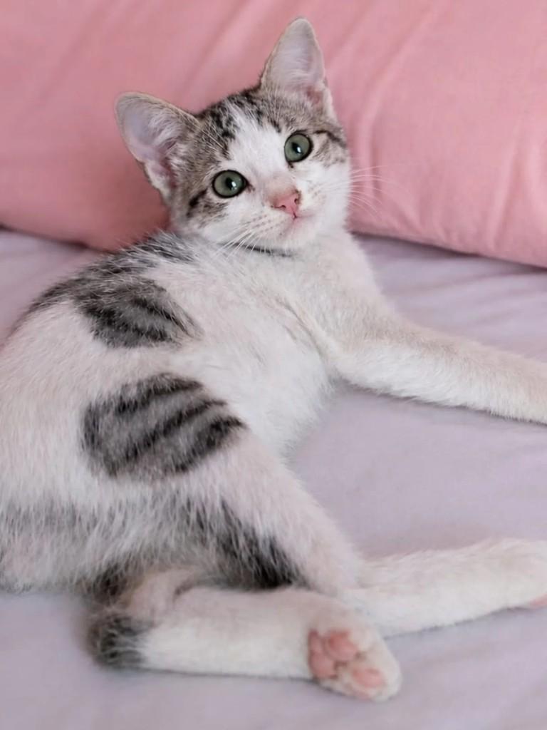 Colin, gato de porte pequeno para adoção em Niterói - RJ