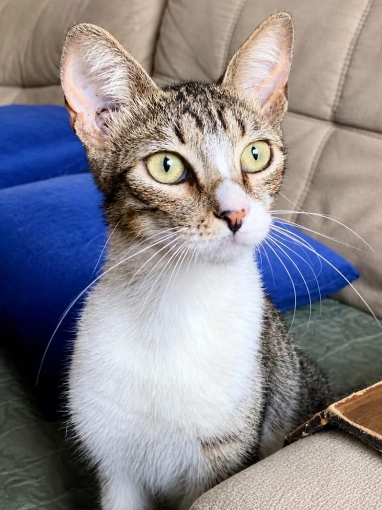Penélope, gato de porte pequeno para adoção em Niterói - RJ